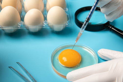 提取雞蛋食品安全農(nóng)業(yè)科技食品培育攝影圖 插畫 下載至來源處